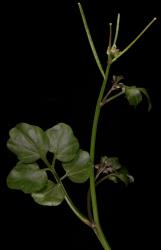 Cardamine chlorina. Inflorescence with cauline leaf and siliques.
 Image: P.B. Heenan © Landcare Research 2019 CC BY 3.0 NZ
